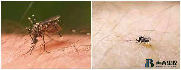 你以为身上的包是蚊子咬的？其实并不是！