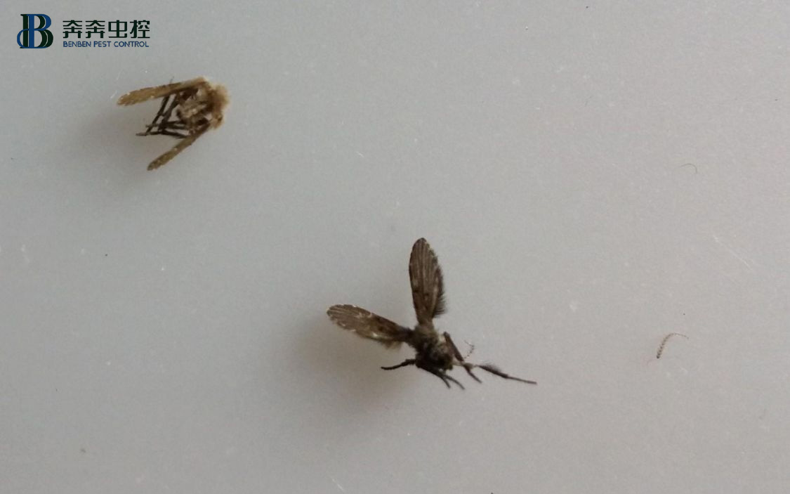 烦人的厕所小飞虫