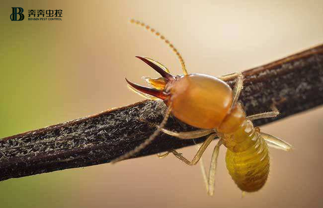防白蚁应该在装修前还是装修后？ 