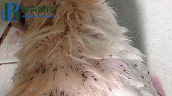 深受跳蚤的骚扰，如何防止跳蚤呢？