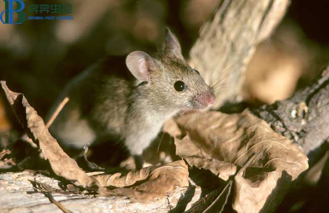 消灭老鼠最有效的方法