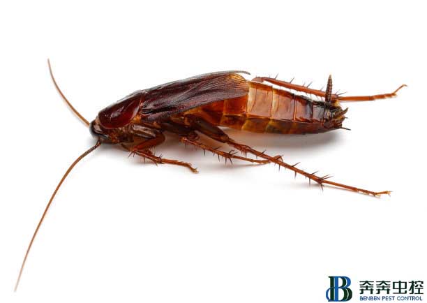 蟑螂如何消灭？掌握科学方法轻松灭蟑螂
