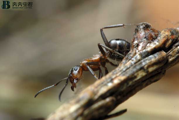 蚂蚁如何彻底消灭？怎样灭怎样防？