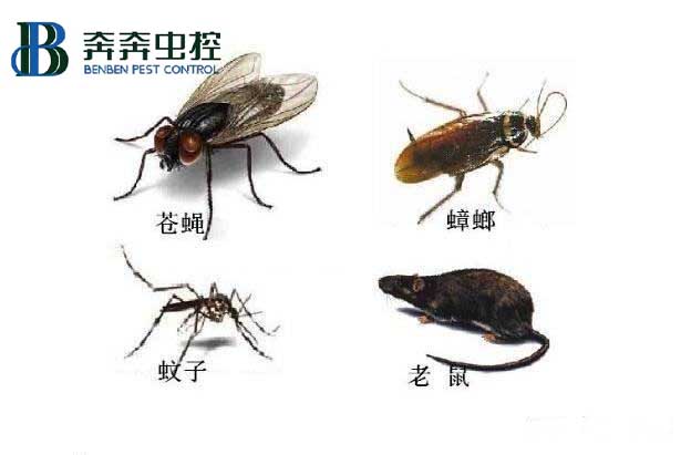 当酒店宾馆遇到了蟑鼠蚊虫，会给客人带来哪些糟糕的体验？