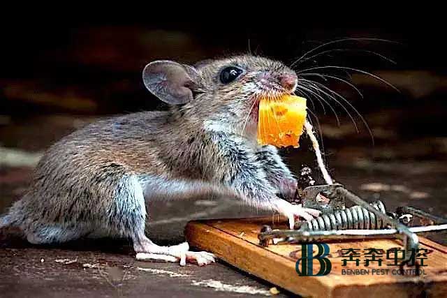 家里有老鼠怎么办？怎样有效的消灭老鼠？