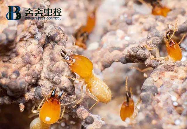 消灭白蚁有哪些方法？