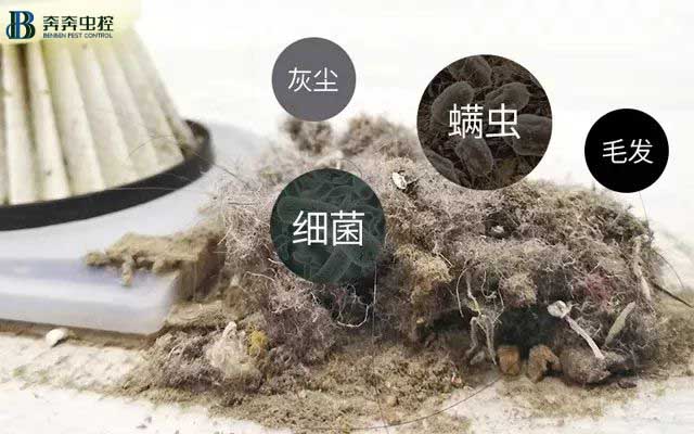 小螨虫大危害，除虫公司来解决