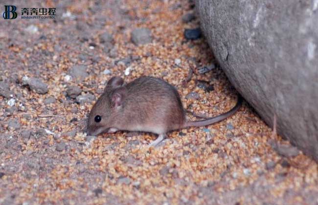 老鼠入室如何消灭？灭鼠公司专业分析