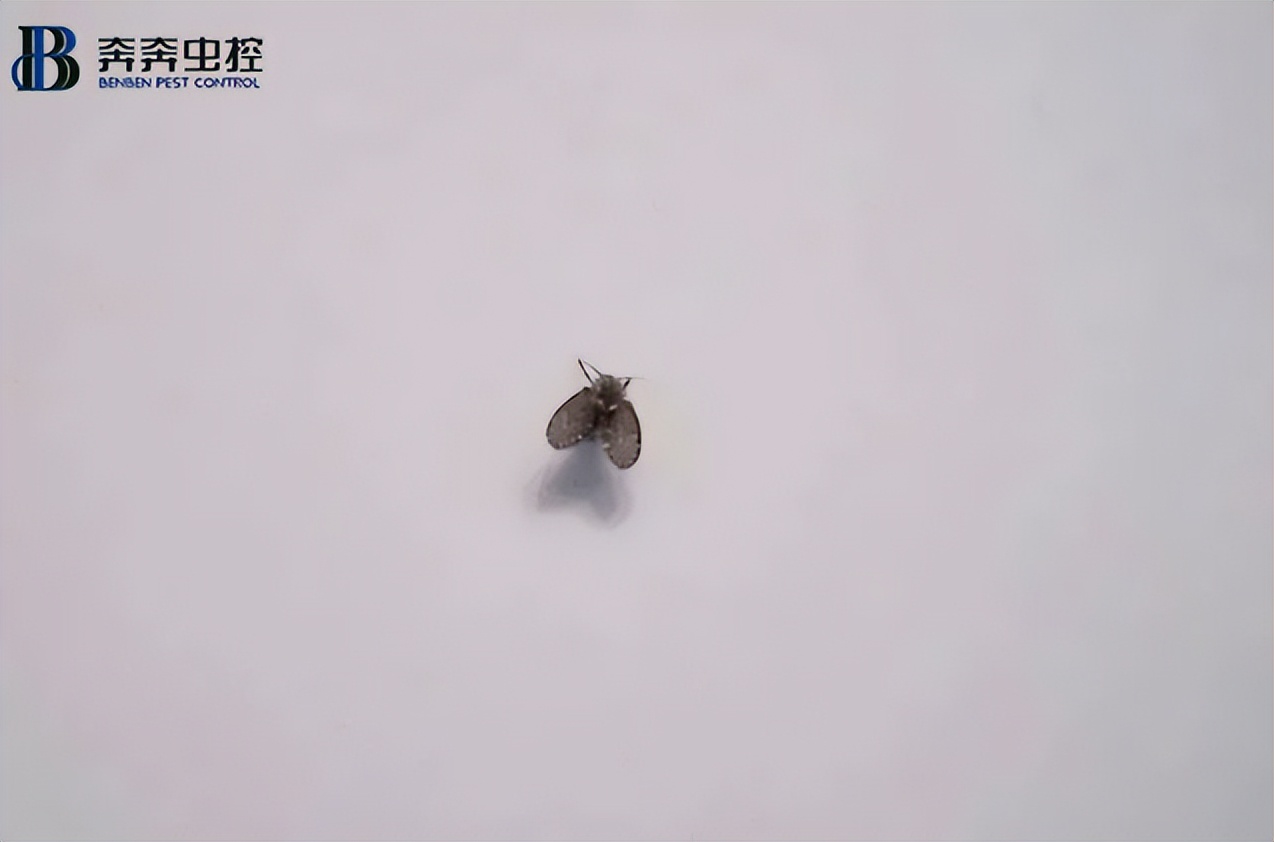 除虫公司如何消灭黑色小飞虫？