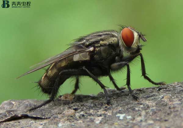 除虫公司总结最有效的果蝇防治方法
