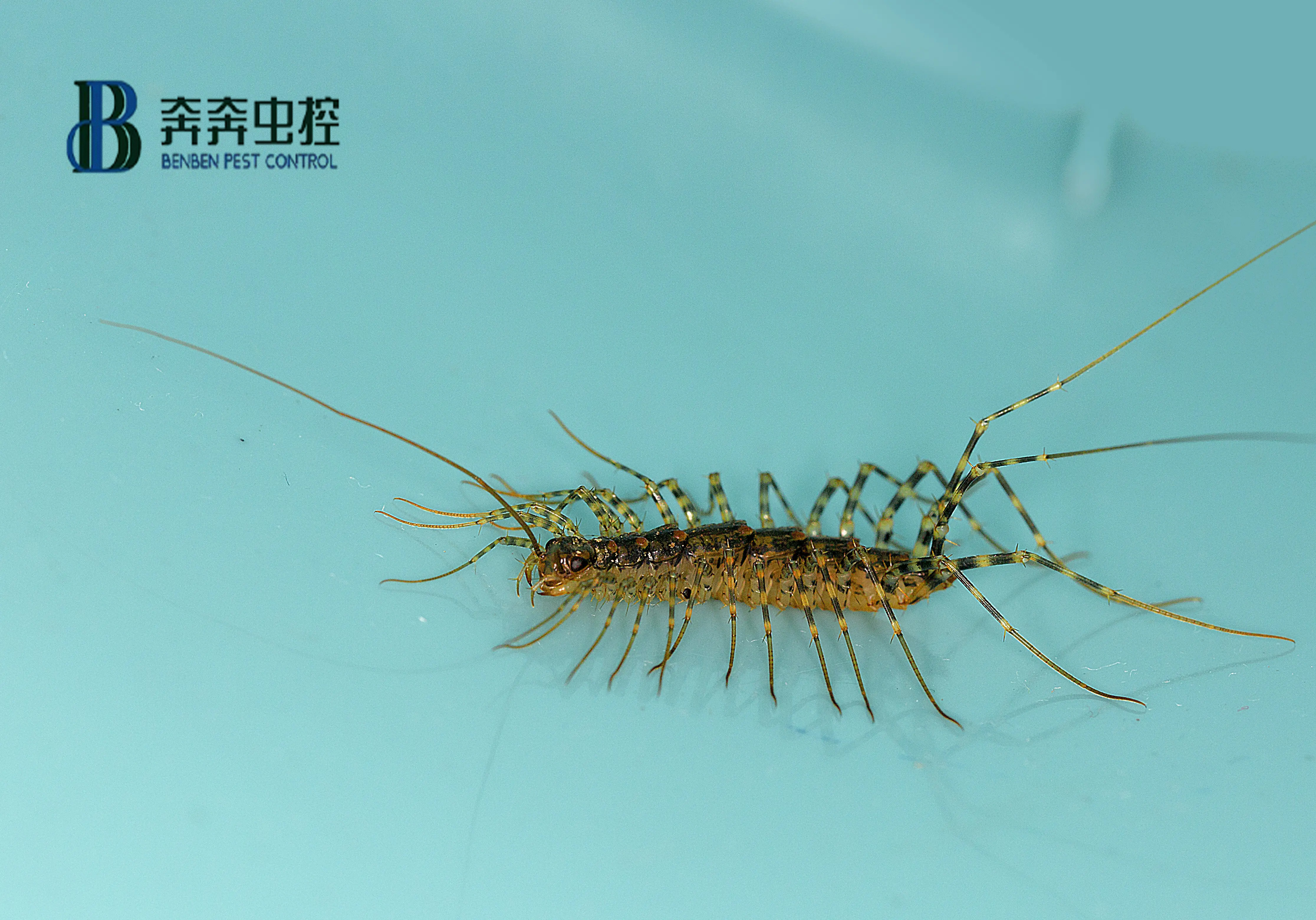 如何防治蚰蜒呢？