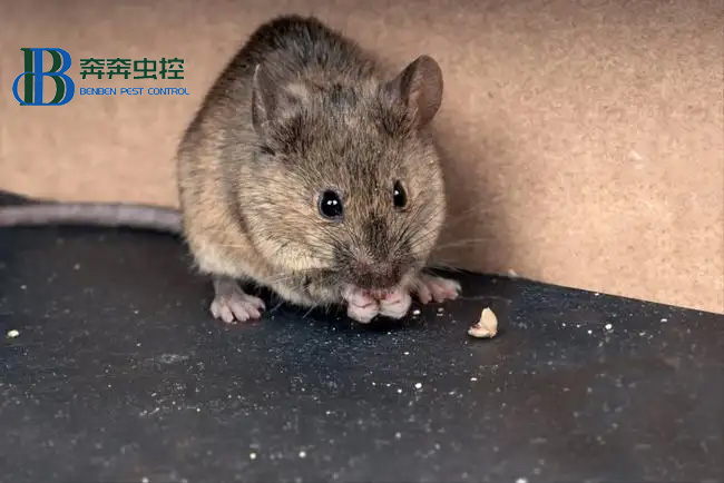 夏季老鼠猖獗 该如何防治老鼠？