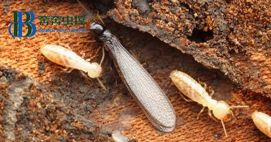 如何判断家里是否有白蚁入侵？