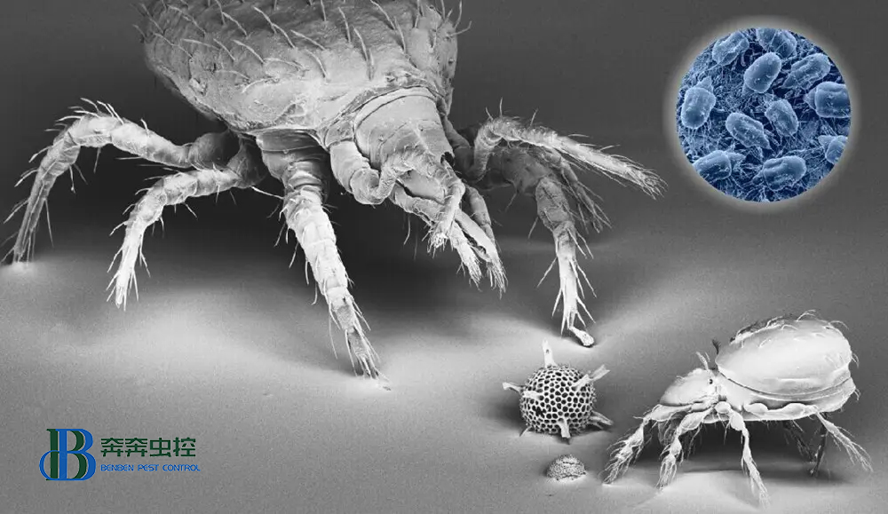 小小螨虫危害大，除虫公司教你消灭螨虫