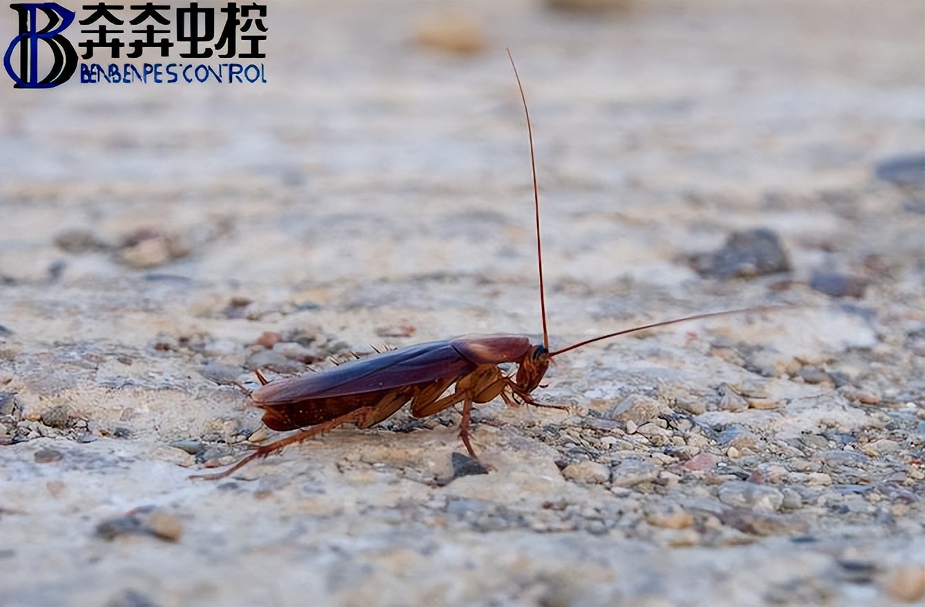 家庭出现蟑螂应如何防治