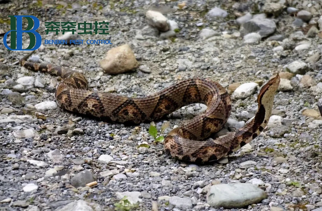 被五步蛇咬后能走几步？真的只能走五步吗？