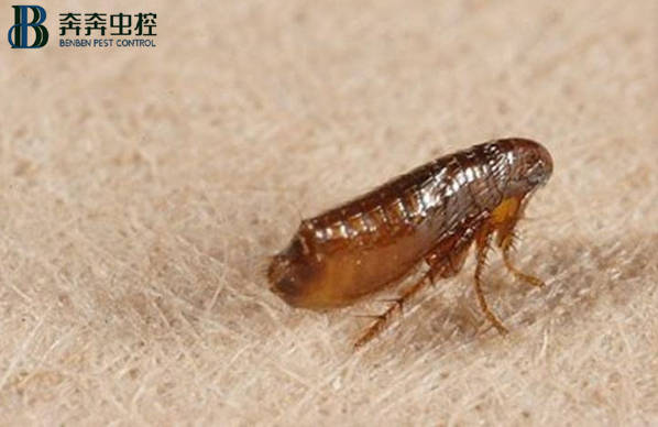 如何消灭跳蚤，一招教你怎么消杀跳蚤
