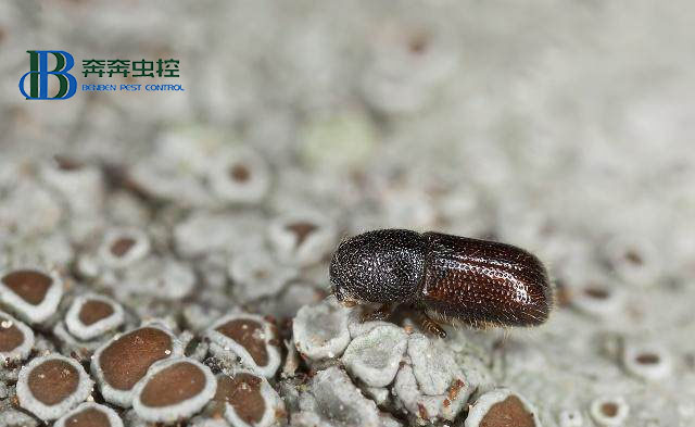 衣柜里常见的虫子叫什么？