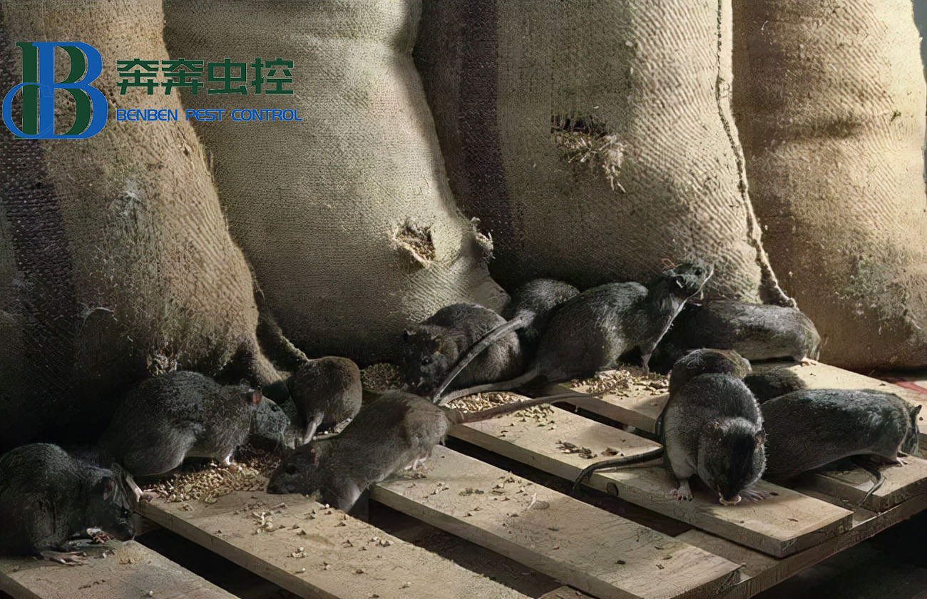 老鼠种类常见的有哪三种？家鼠和田鼠有啥区别