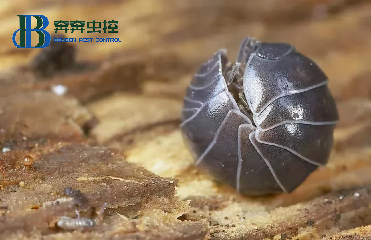 卧室里的潮虫都藏在哪里？