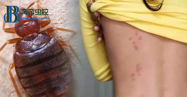 宿舍里有臭虫有什么办法！怎样把它们彻底消灭？  