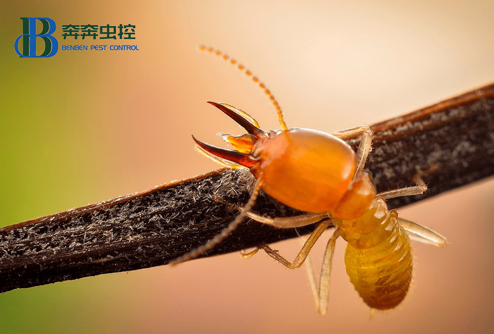 为什么南方的白蚁较多？