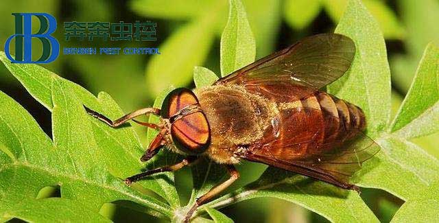 这个人畜皆害的吸血虫是什么？