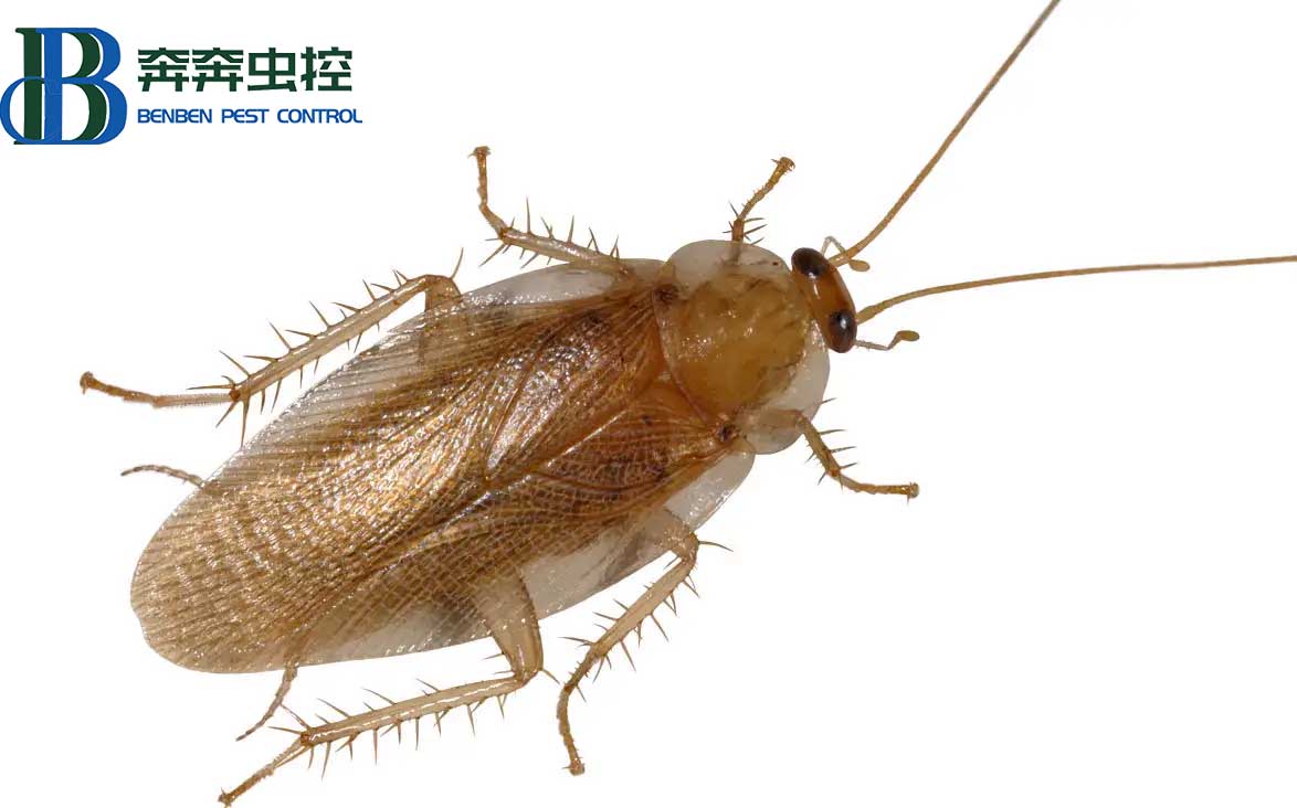 教你家庭消灭蟑螂的方法！