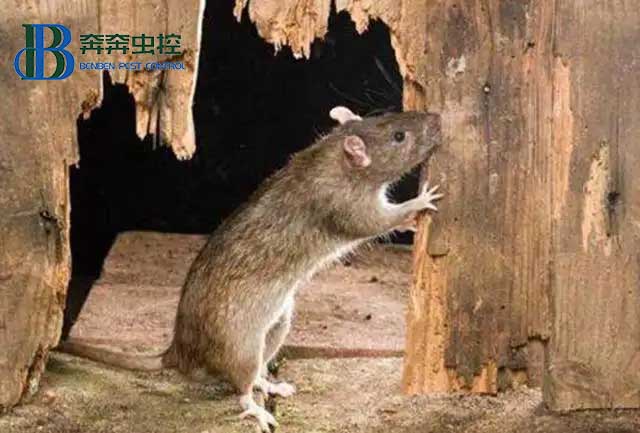 老鼠爬上了天花板怎么办？