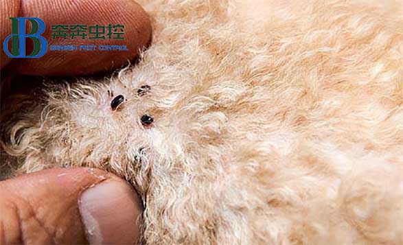 现家中有跳蚤，只需这样做!