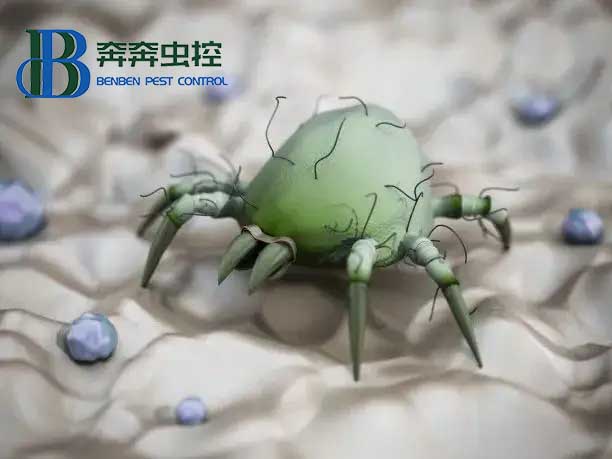 虫控公司教你轻松除螨
