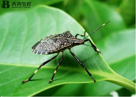 消灭臭虫，简单又有效！