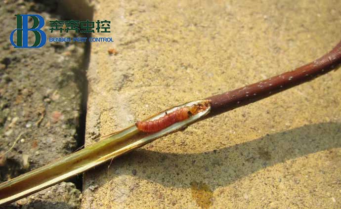 木蠹虫的种类和危害