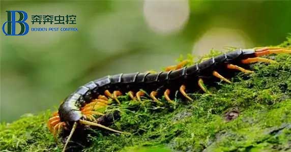 家里为何会出现蜈蚣？