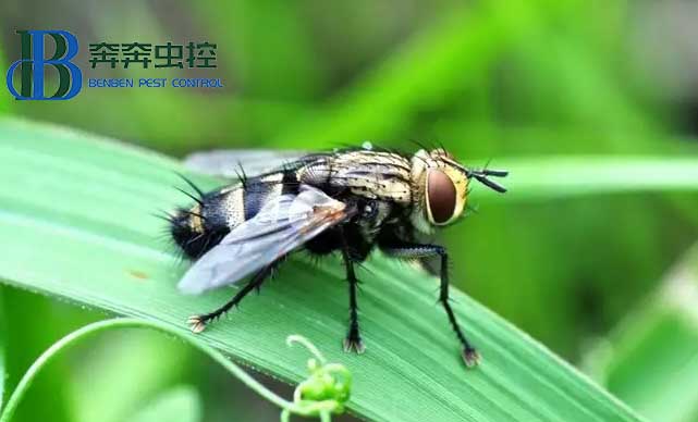 苍蝇太多，别慌?。〗棠闳绾蚊鸩杂? class=