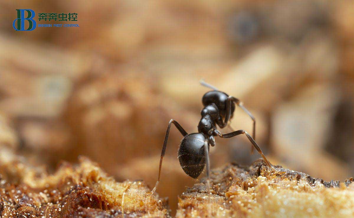  蚂蚁为什么只对你家情有独钟？