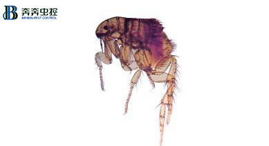 如何简单轻松地杀灭跳蚤