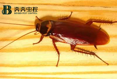 家里发现蟑螂？怎么快速根除？