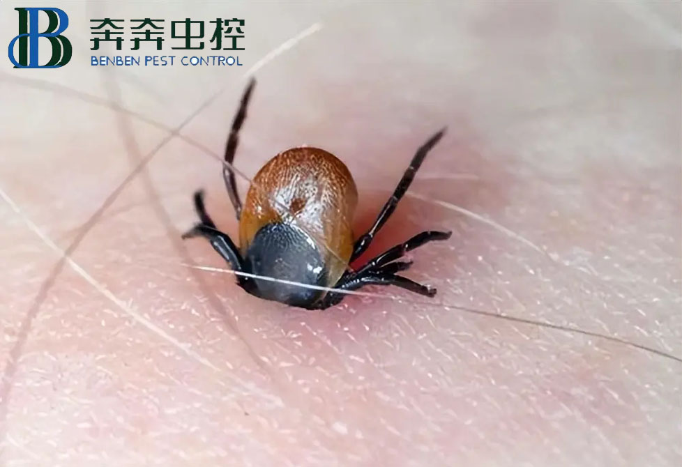 蜱虫是什么？如何预防蜱虫叮咬？