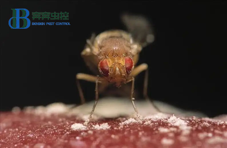 专业虫控公司教大家如何灭果蝇！