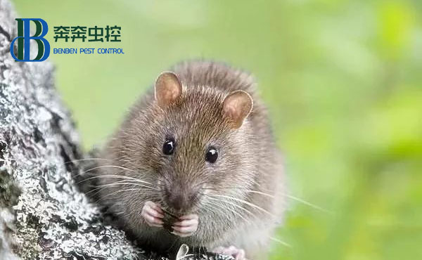 对付室内老鼠，粘鼠板怎么用？