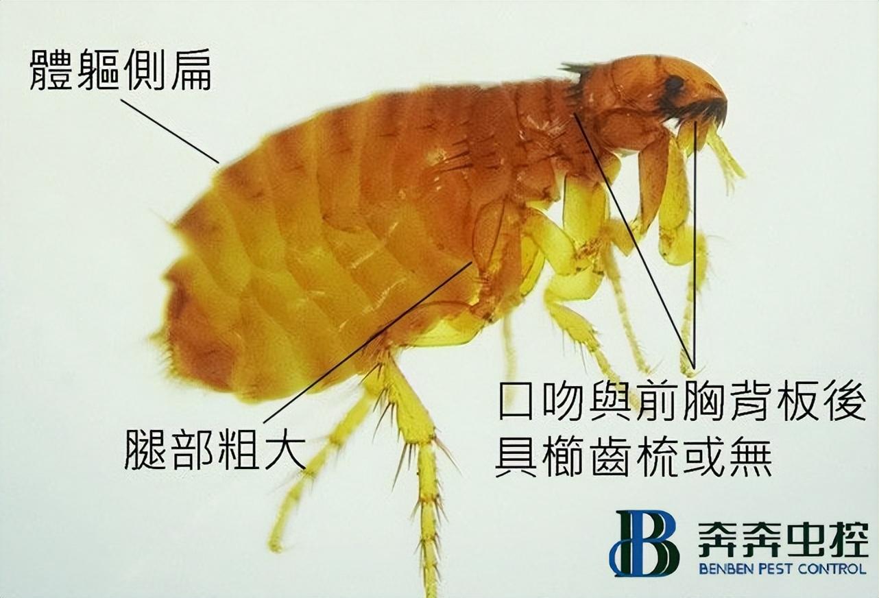 床上有跳蚤，有什么好的去除方法