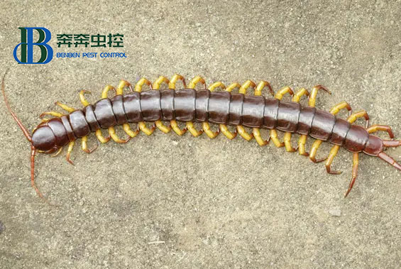 为什么不能踩死蜈蚣？