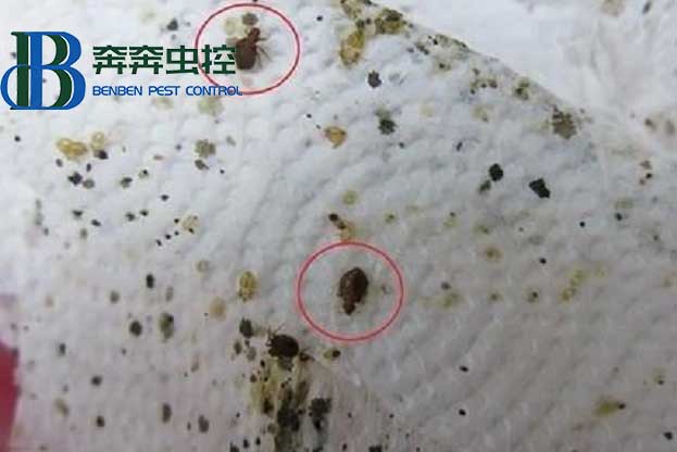 厨房的蟑螂怎么消灭？