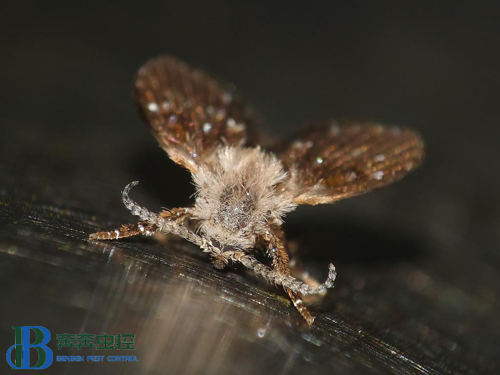 虫控公司教你：消灭蛾蠓最佳方法