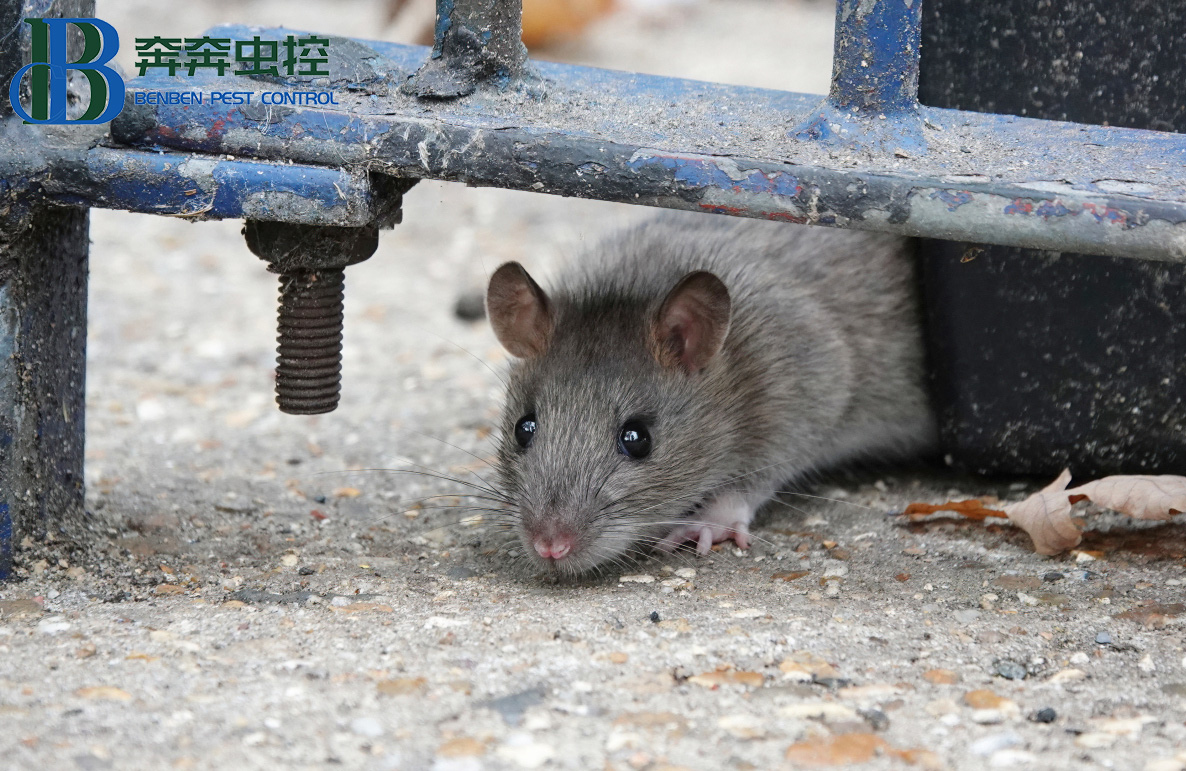 老鼠冬眠吗？数量会大量的减少吗？