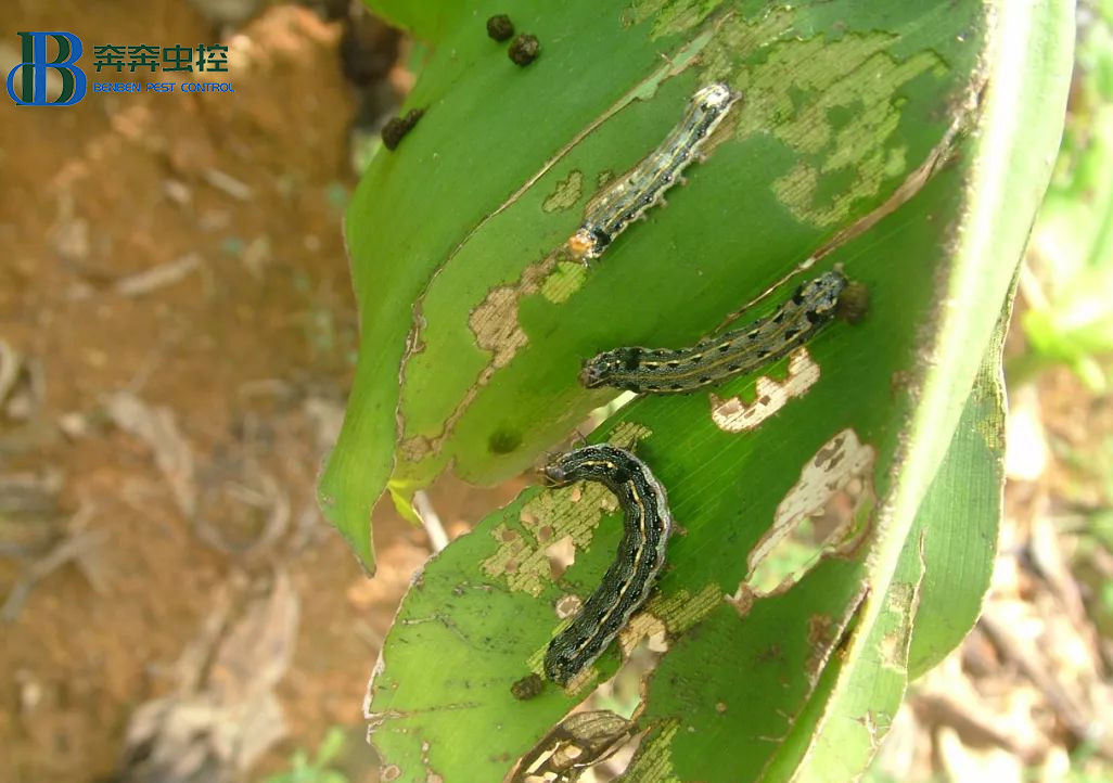 温度是影响昆虫生长的重要因素之一