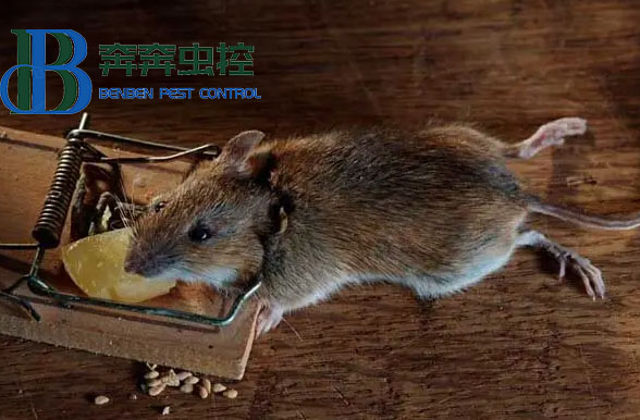 暖气管道内的老鼠怎么清除？