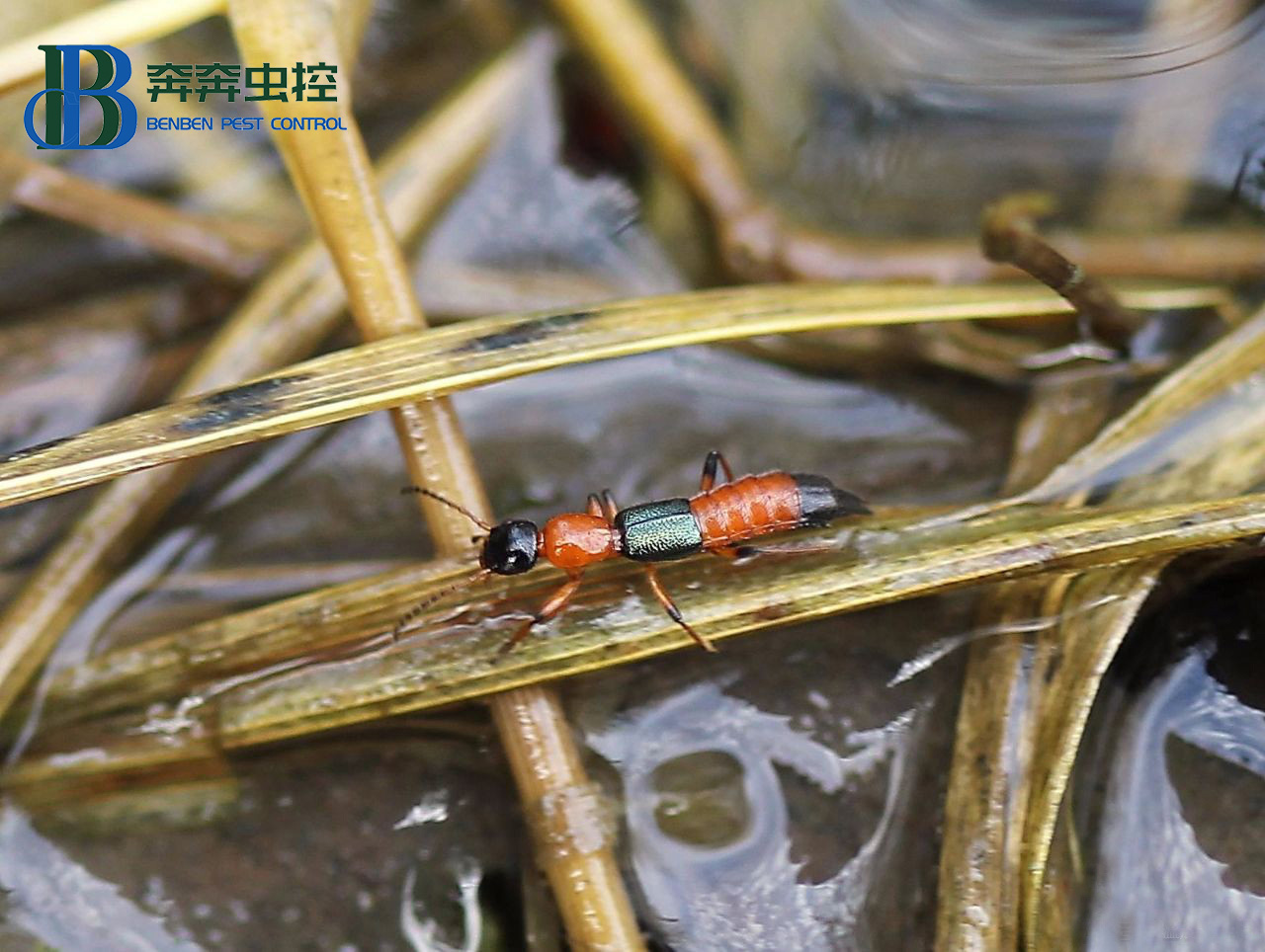 怎么预防接触隐翅虫？