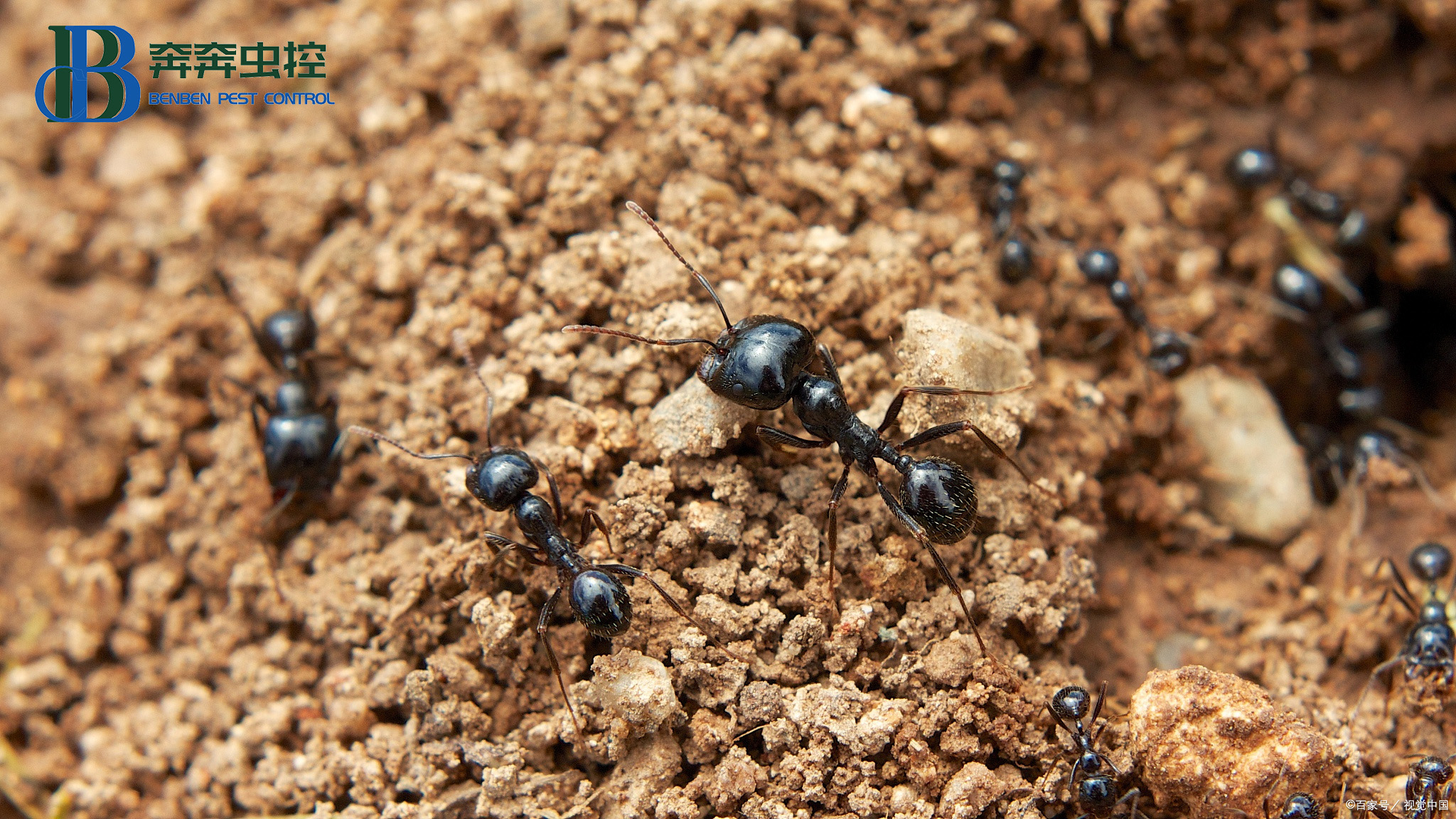 蚂蚁跑进家里怎么办?
